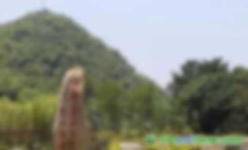 中關村綠色發展智庫專家、教授李金良：促進我國CCER林業碳匯交易的建議
