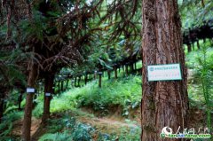 青山變“金山” 廣西首個碳匯扶貧項目落戶侗鄉三江